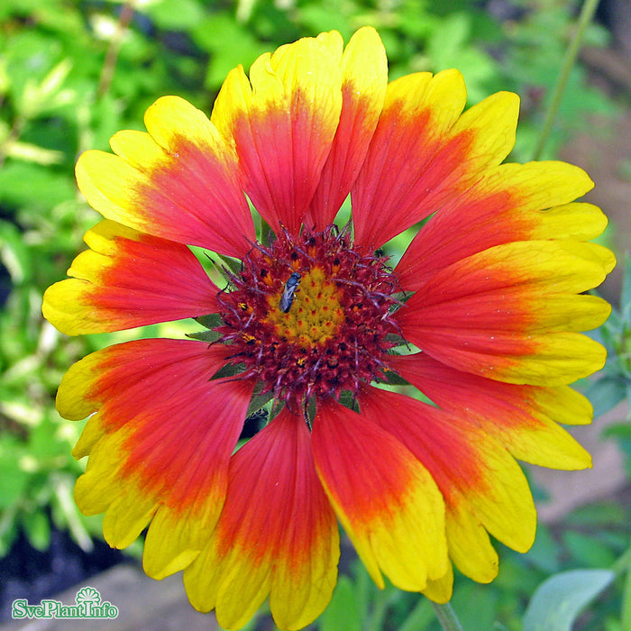Gaillardia aristata 'Kobold' A-kval