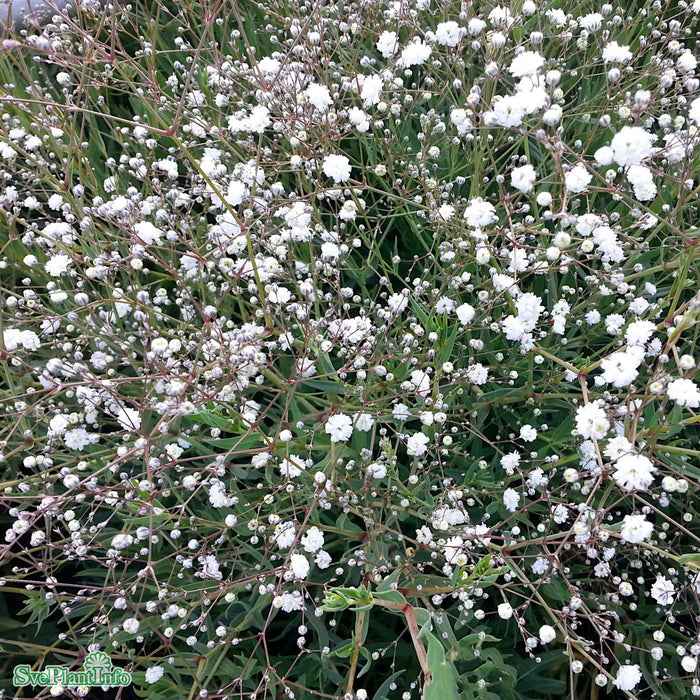 Gypsophila paniculata 'Bristol Fairy' A-kval