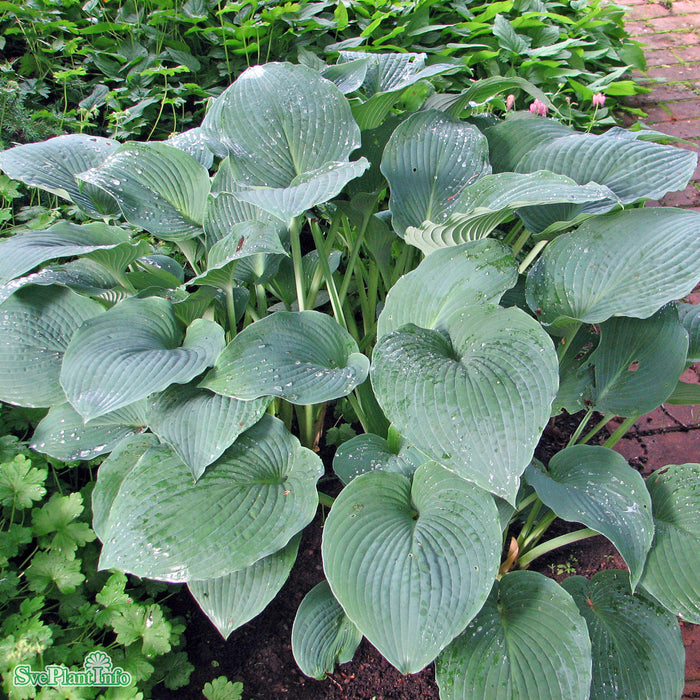 Hosta 'Big Daddy' A-kval