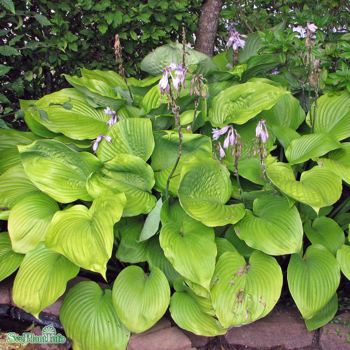 Hosta 'Sum And Substance' A-kval