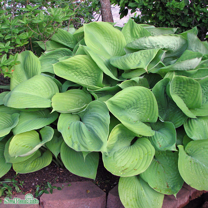 Hosta 'Sum And Substance' A-kval