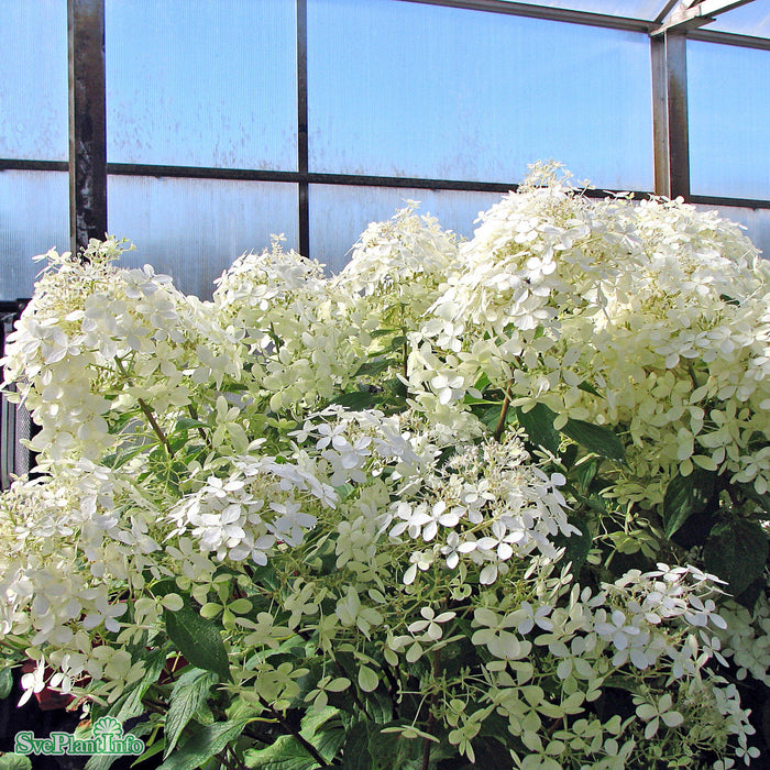 Hydrangea paniculata 'Phantom' Solitär C10 80cm