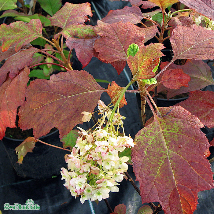 Hydrangea quercifolia 'Ice Crystal' Busk C3 25-30cm