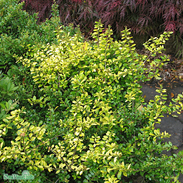 Ilex crenata 'Glorie Gem' Klotform 40-50cm C15