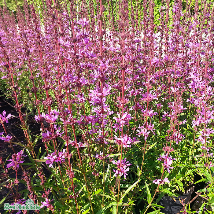 Lythrum virgatum 'Dropmore Purple' A-kval