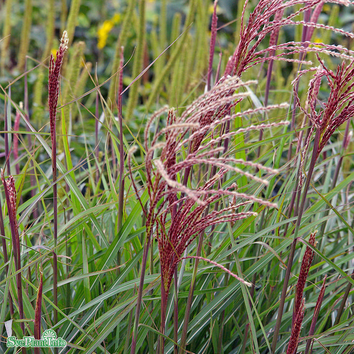 Miscanthus sinensis 'Dronning Ingrid' A-kval C2