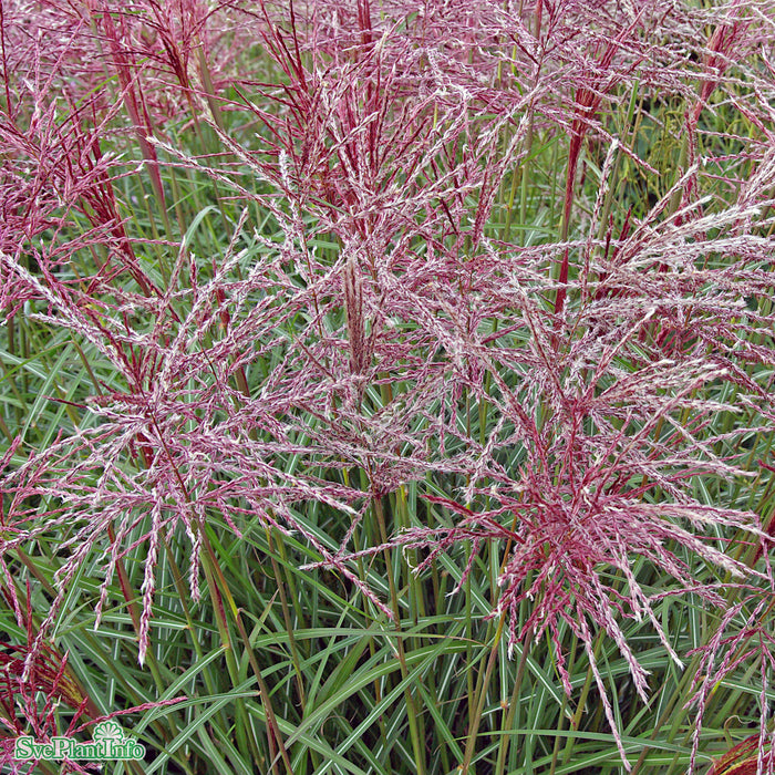 Miscanthus sinensis 'Ferner Osten' A-kval C6