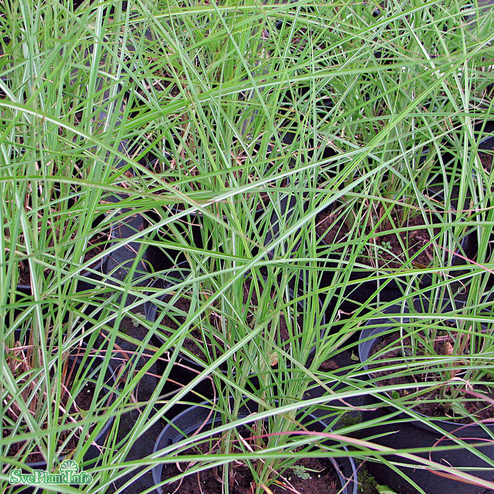 Miscanthus 'Hermann Müssel' A-kval C5