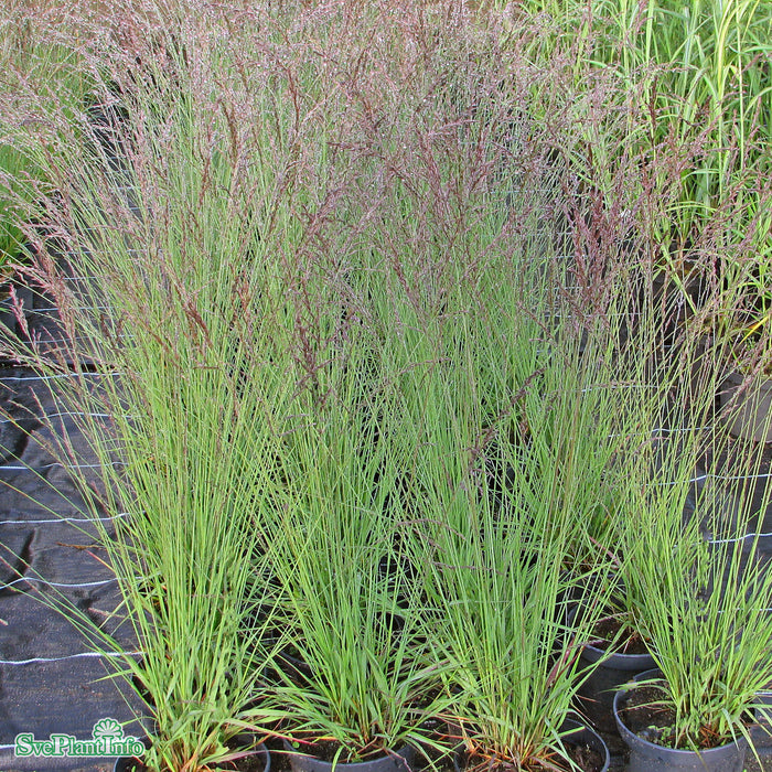 Molinia caerulea 'Edith Dudszus' A-kval