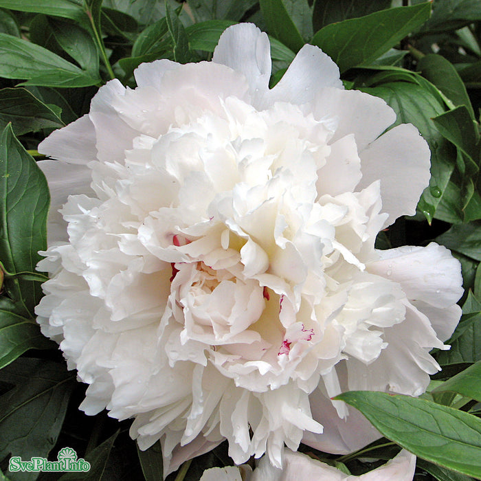 Paeonia lactiflora 'Festiva Maxima' A-kval C2