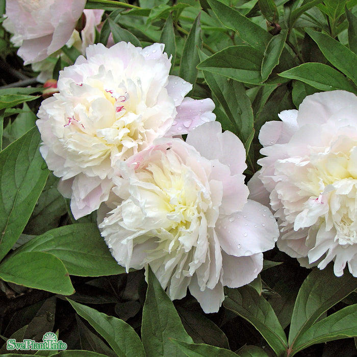 Paeonia lactiflora 'Shirley Temple' A-kval C2