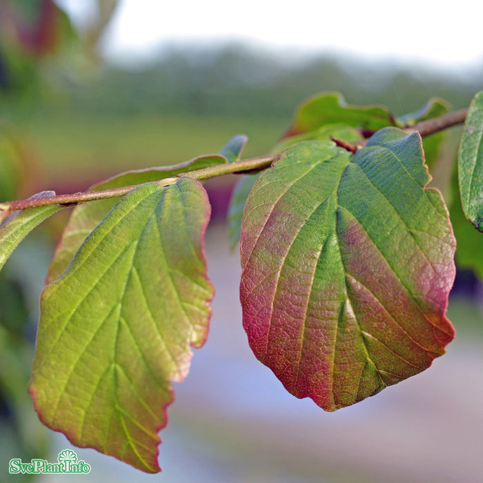 Parrotia persica Solitär Kl 150-175cm