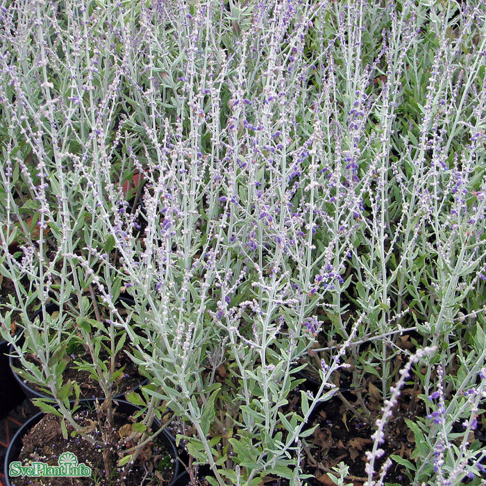 Perovskia atriplicifolia 'Little Spire' C4,6