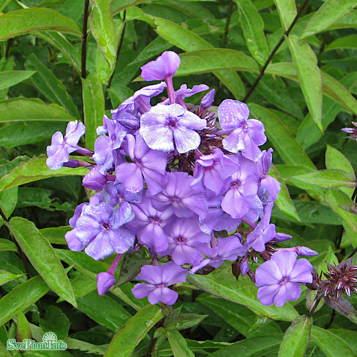 Phlox paniculata 'Blue Paradise' A-kval