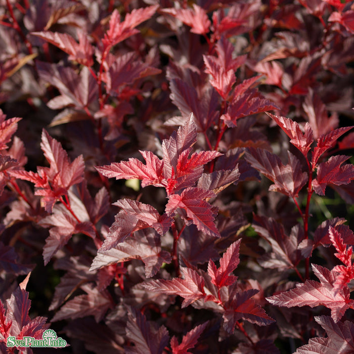 Physocarpus opulifolius 'Summer Wine' C10 Stam 60cm
