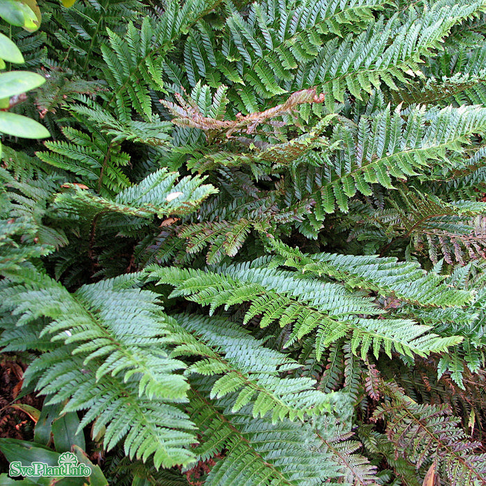 Polystichum aculeatum A-kval