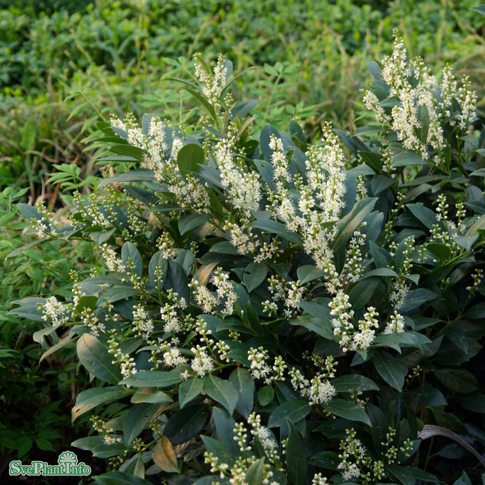 Prunus laurocerasus 'Mano' 30-40 Co