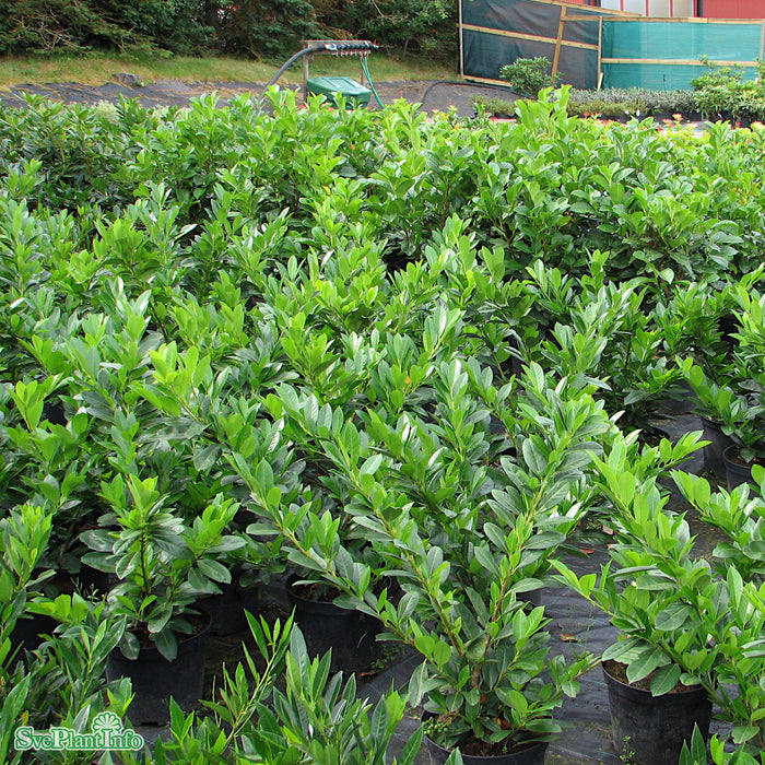 Prunus laurocerasus 'Mano' Co 40-50cm