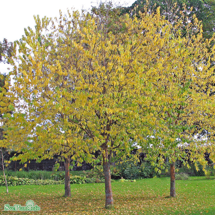 Prunus maackii  Högstam Kl 12-14