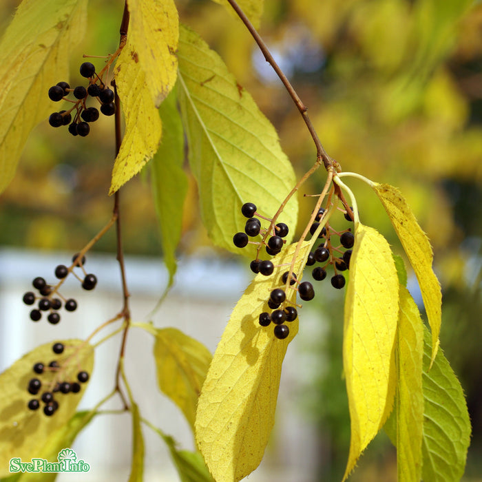 Prunus maackii  Högstam Kl 12-14