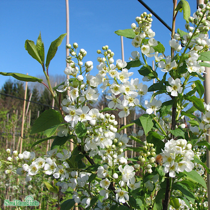 Prunus padus ssp. borealis 'Laila' E Busk C5