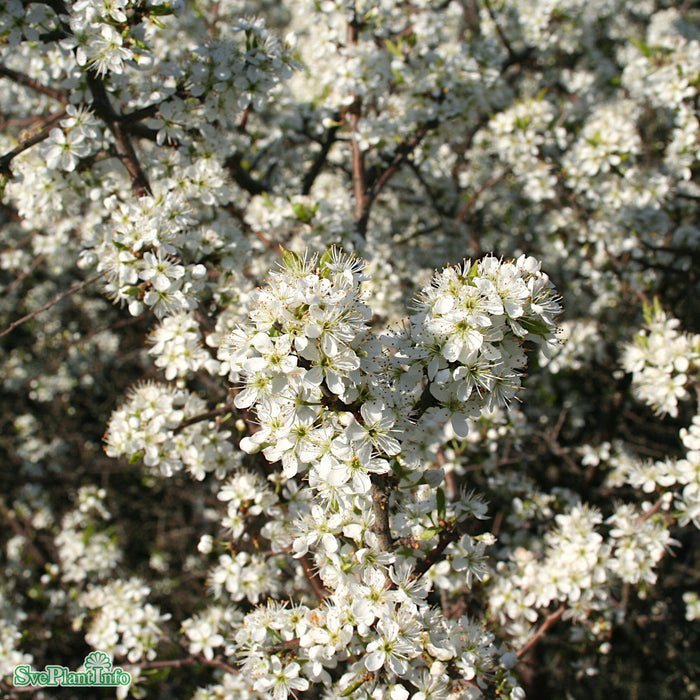 Prunus spinosa Busk C4 60-80cm