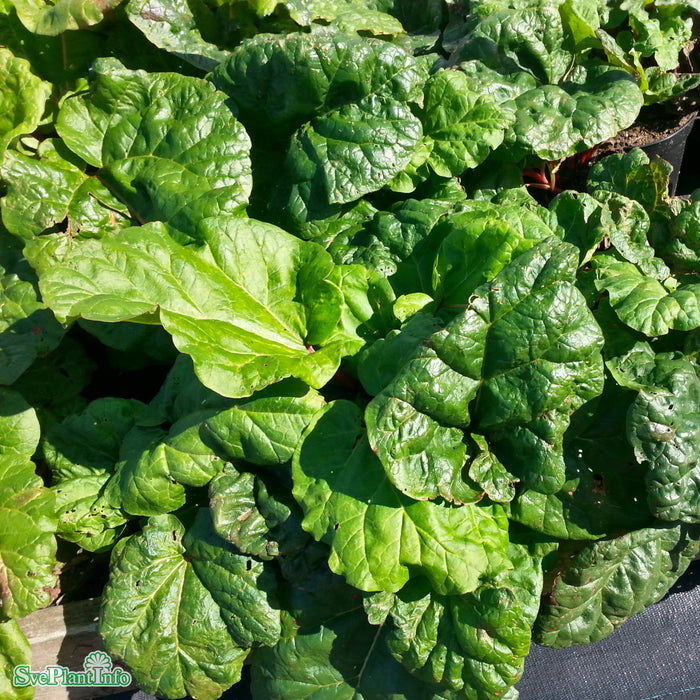 Rheum rhabarbarum 'Elmsblitz' A-Kval C3