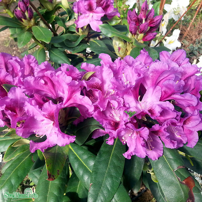 Rhododendron (Ponticum) 'Rasputin' Solitär C15 60-70cm