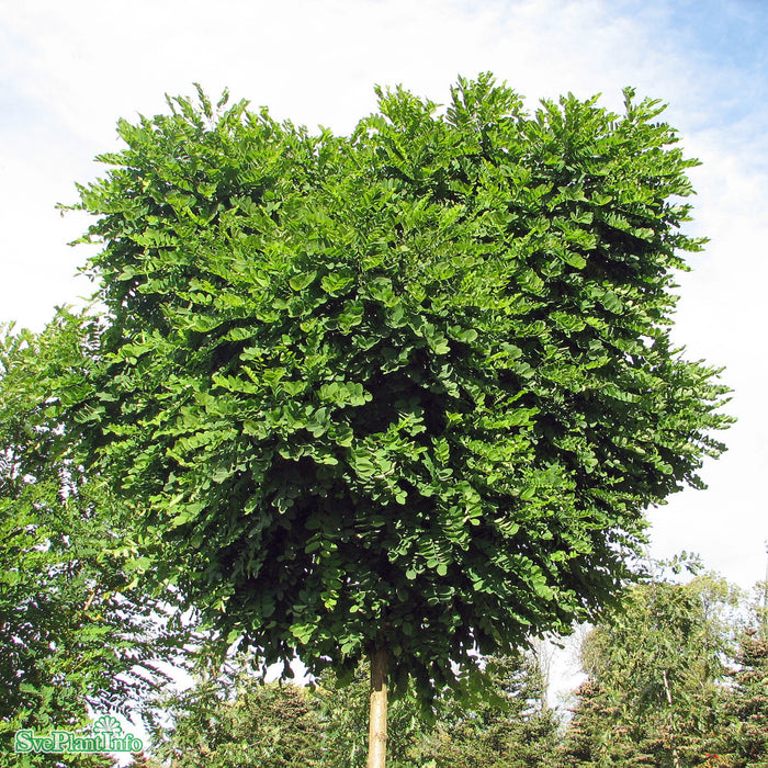Robinia pseudoacacia 'Umbraculifera' Högstam Kl So 12-14