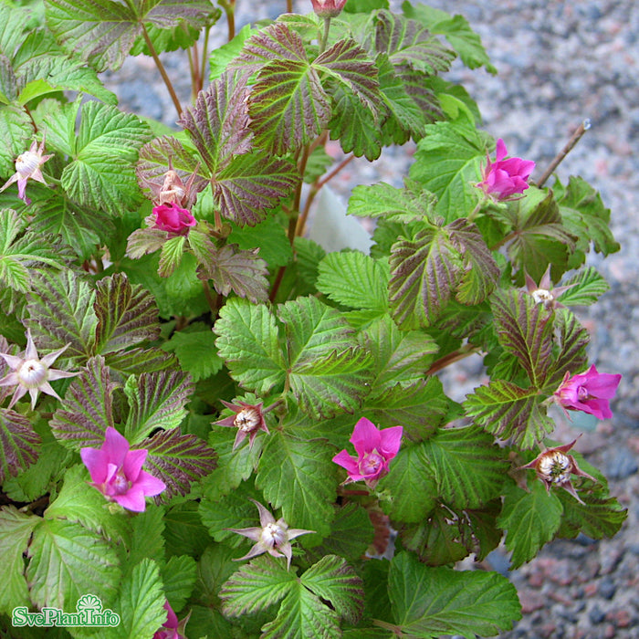 Rubus arcticus ssp. stellarcticus 'Sofia' A-kval Co