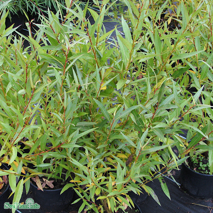 Salix fragilis 'Bullata' Solitär 100-125cm C10