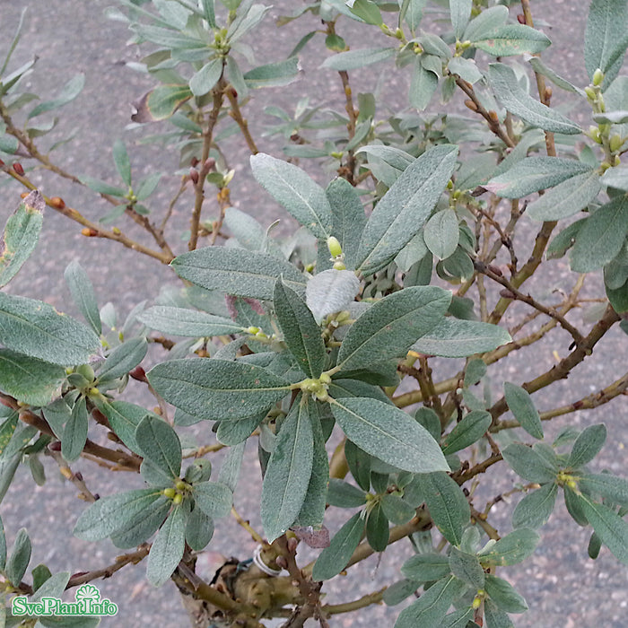Salix helvetica C3 30-40cm