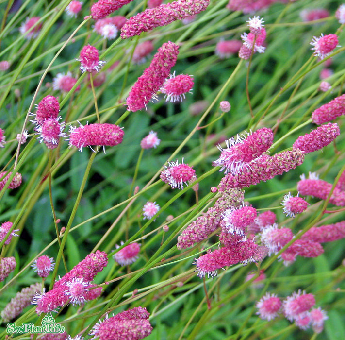 Sanguisorba officinalis 'Pink Tanna' A-kval