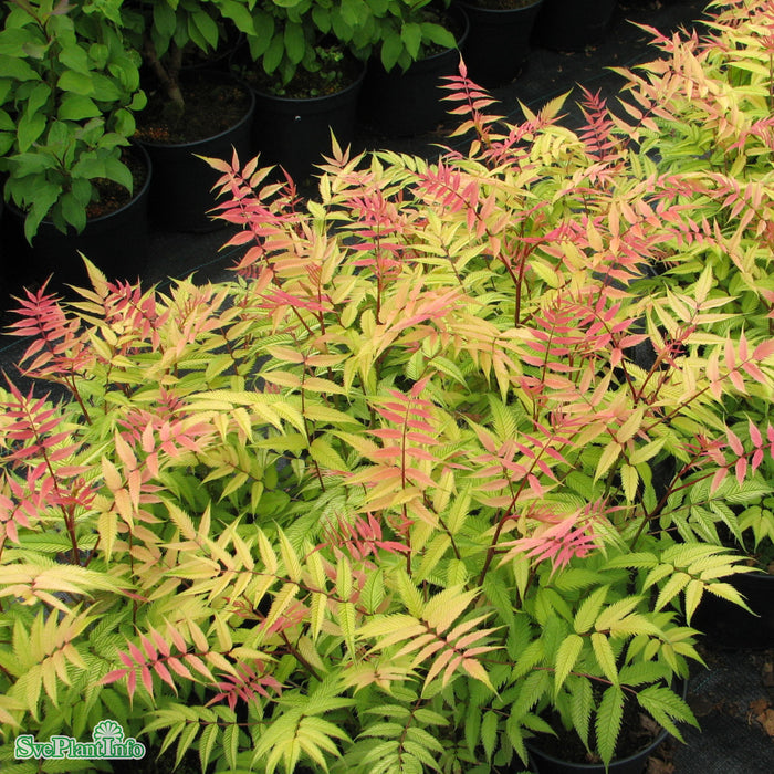 Sorbaria sorbifolia Sem C 16,5