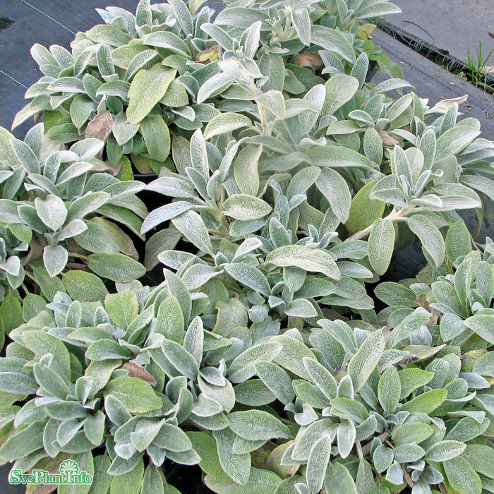 Stachys byzantina 'Silver Carpet' A-kval