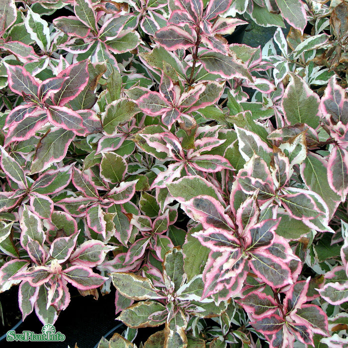 Weigela 'Monet' Busk C5