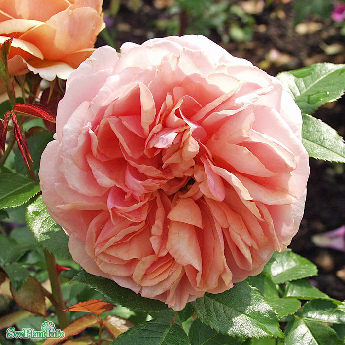 Rosa 'Chippendale' C4