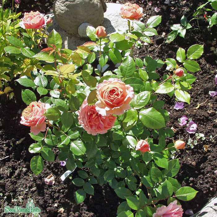 Rosa 'Chippendale' C4