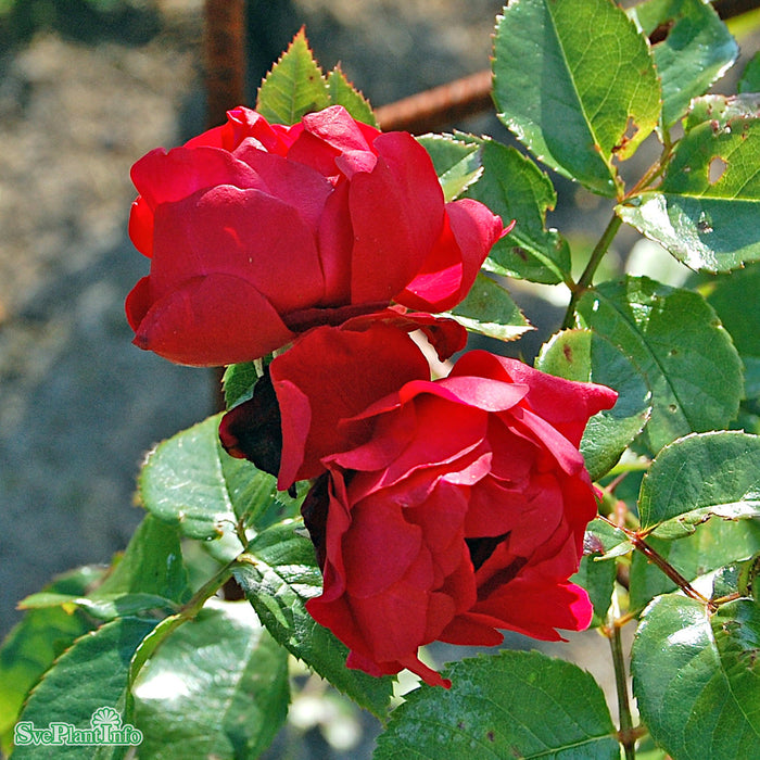 Rosa 'Florentina' A kval C4