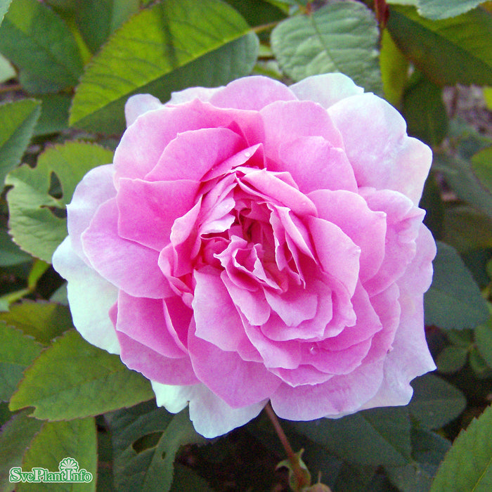 Rosa 'The Mayflower' A kval C6