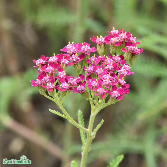 Achillea millefolium 'Cassis' A-kval