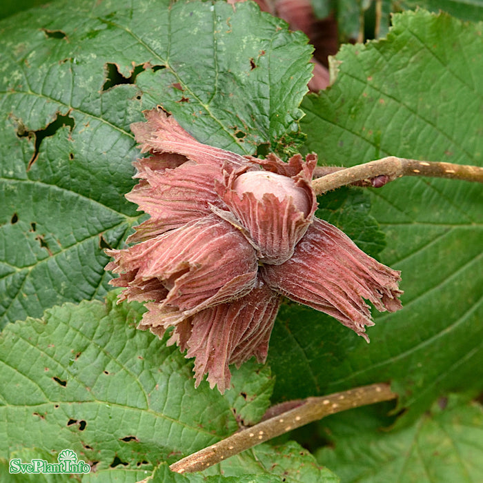 Corylus 'Röd Zellernöt'  Solitär C12 125-150cm