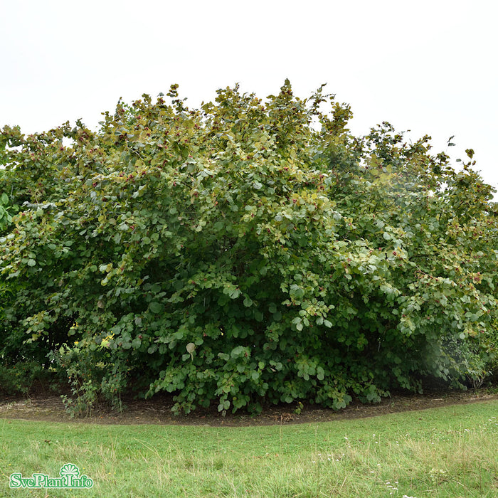 Corylus 'Röd Zellernöt' Solitär C35 200-225cm