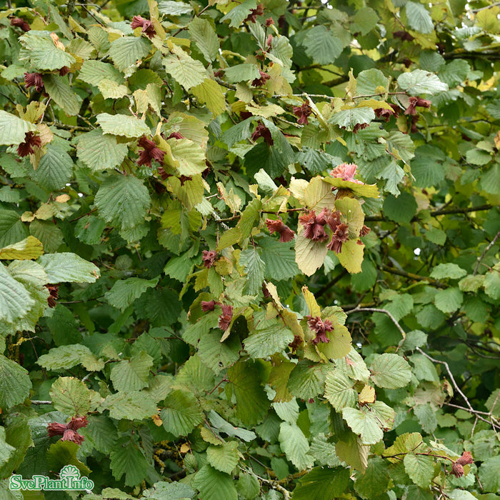Corylus 'Röd Zellernöt'  Solitär C12 125-150cm