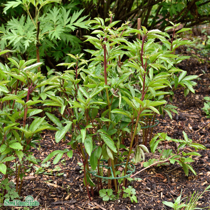 Paeonia lactiflora 'Catherine Fonteyn' A-kval C3
