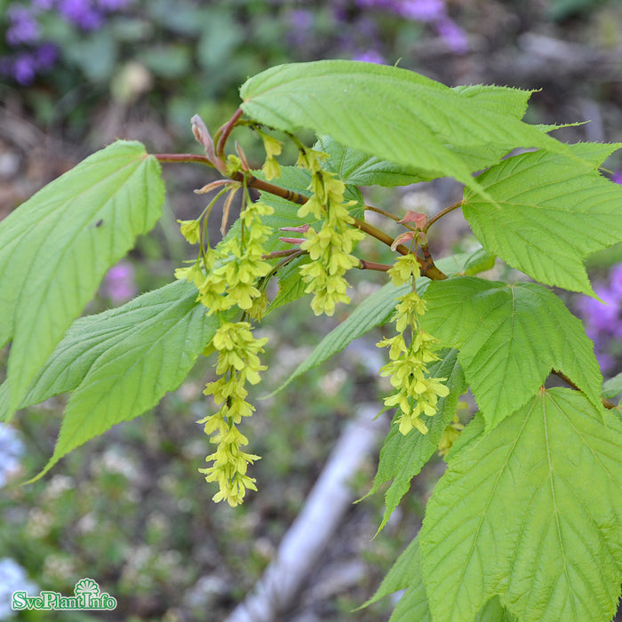 Acer pensylvanicum Högstam C70 So 14-16