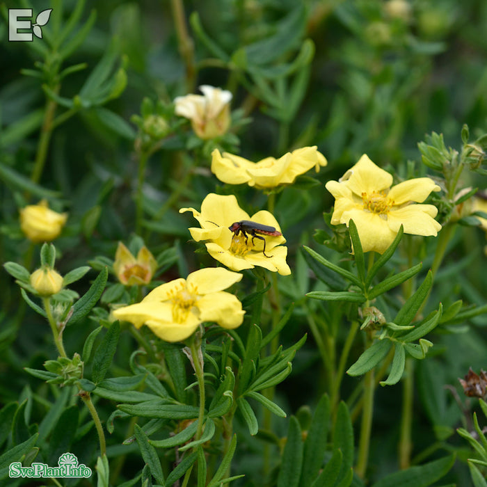 Dasiphora (Fruticosa) 'Fridhem' E C3,5