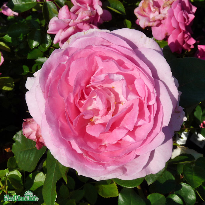 Rosa 'Ghita' C4
