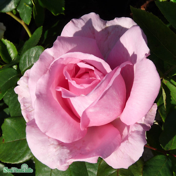 Rosa 'Ghita' C4