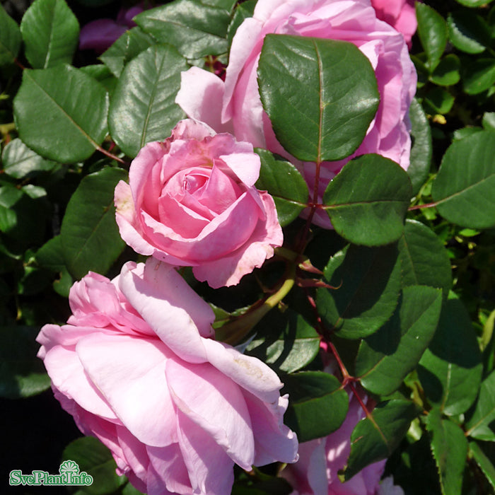 Rosa 'Ghita' C4